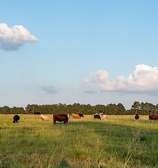 Cinco Ranch